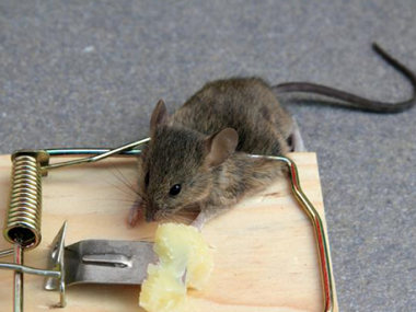 增城控制鼠类站冬季餐厅有效防控老鼠的方法