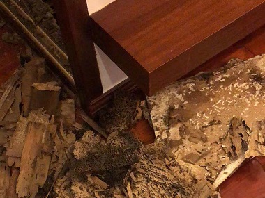 黄埔白蚁防治科普白蚁群体社会的生物特性