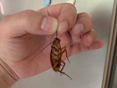 从化虫害防控中心春节前后，厨房防治蟑螂有哪些方法
