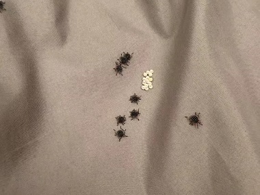 白云除四害中心家里有臭虫到底该怎么办