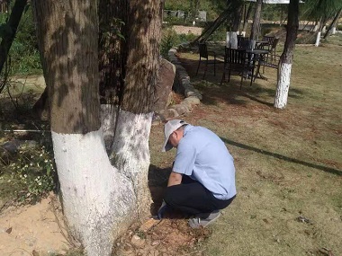番禺白蚁预防机构防治杉木白蚁的7个小妙招