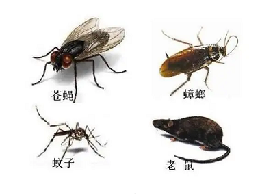 海珠控制有害生物站蟑螂、老鼠、蚊蝇会藏哪些地方